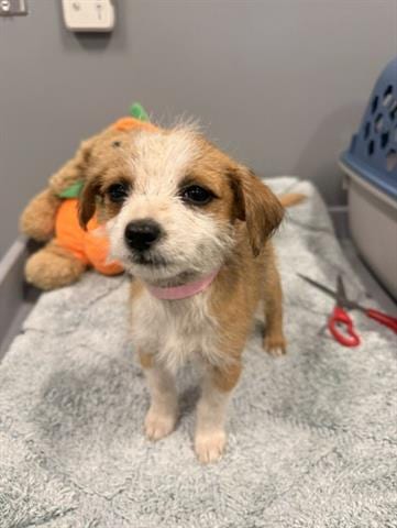 Photo of Pamela, adoptable Terrier in San Martin, California