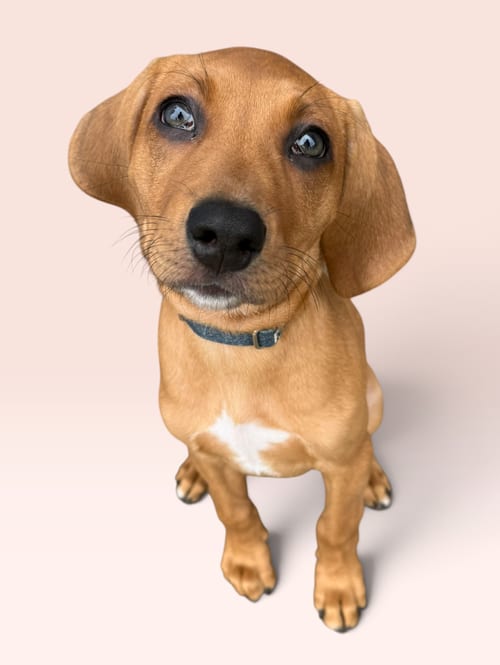 Photo of Savannah's Litter: Jake Peralta, adoptable Labrador Retriever in Rockville, Maryland
