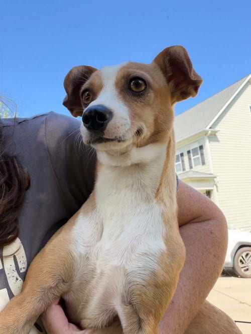 Photo of Lunita, adoptable Chihuahua in Holly Springs, North Carolina