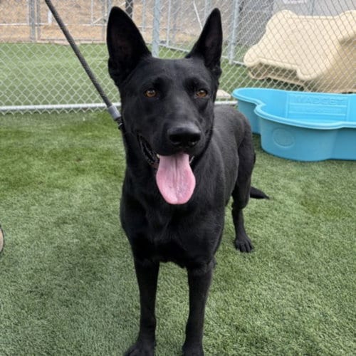 Photo of Lauren Hill, adoptable German Shepherd Dog in Los Angeles, California