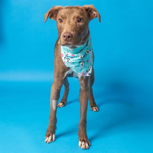 Photo of Laurel, adoptable Labrador Retriever in St Louis, Missouri