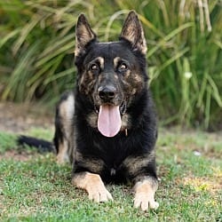 Photo of Maverick, adoptable German Shepherd Dog in Ventura, California