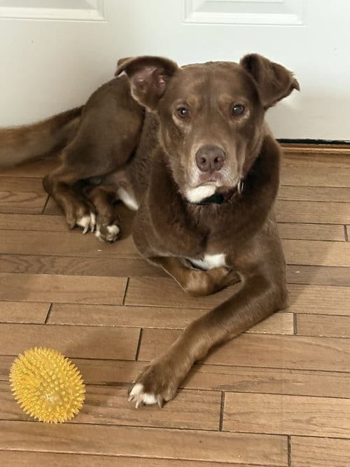 Photo of Culver, adoptable Labrador Retriever in St. Louis, Missouri