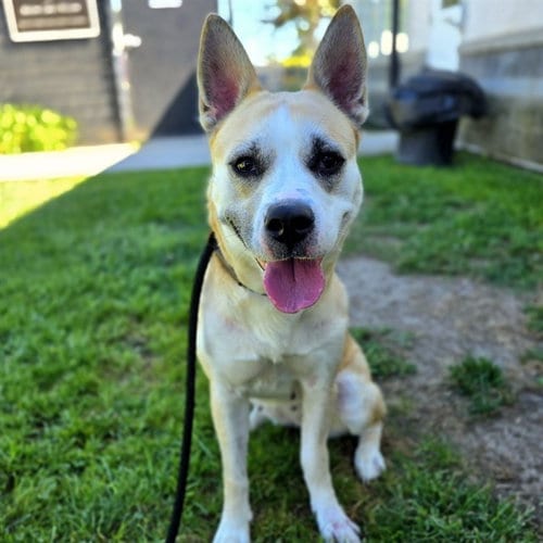 Photo of Vonya, adoptable Pit Bull Terrier in Long Beach, California