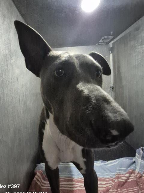 Photo of Dallas, adoptable American Staffordshire Terrier in San Antonio, Texas