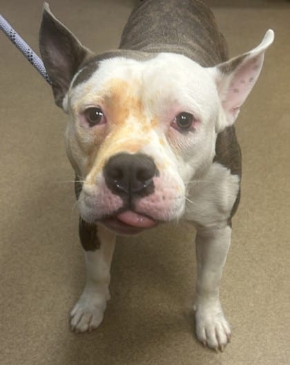 Photo of Sweet Boy, adoptable dog in Chamblee, Georgia