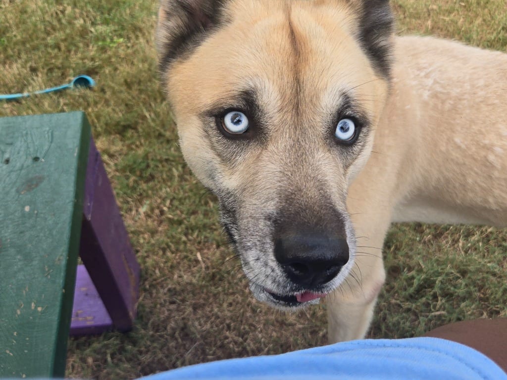 Photo of DingoDandy, adoptable Siberian Husky in Douglasville, Georgia
