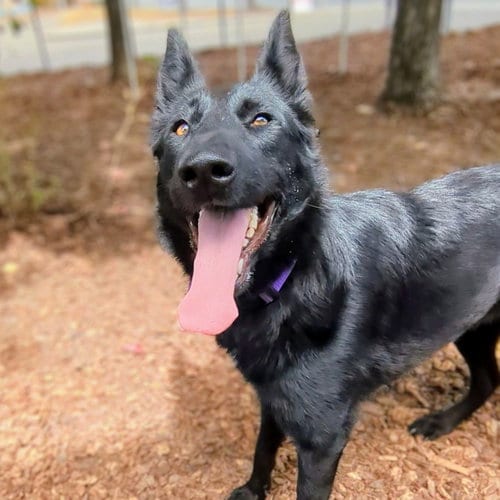 Photo of Karlita, adoptable German Shepherd Dog in Oakland, California