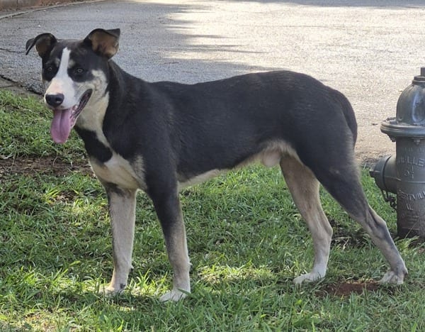 Photo of Ic15d Marc, adoptable Pit Bull cross in Lawrenceville, Georgia