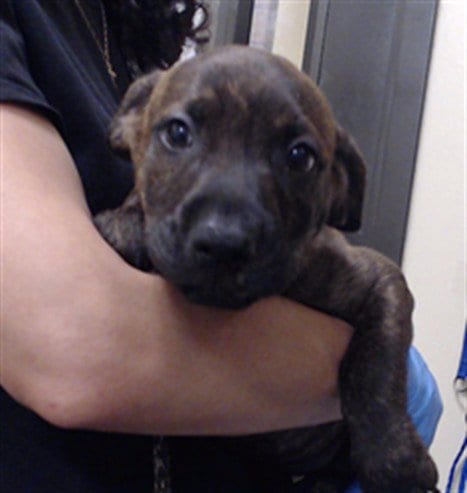 Photo of Cloves, adoptable Pit Bull Terrier in Denver, Colorado