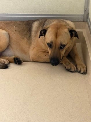 Photo of Junie B, adoptable Shepherd/Mix in Raeford, North Carolina