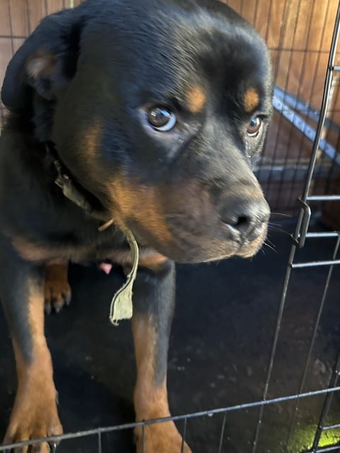 Photo of Senior Rottweiler, adoptable Rottweiler in San José, California