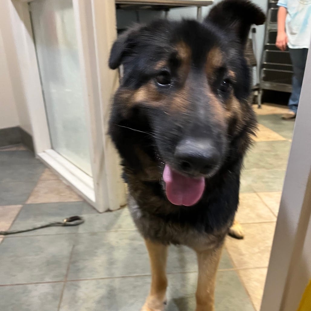 Photo of Mycroft, adoptable Mixed Breed (Medium) in Chattanooga, Tennessee