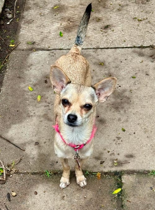 Photo of Maya, adoptable Chihuahua in Buffalo, New York