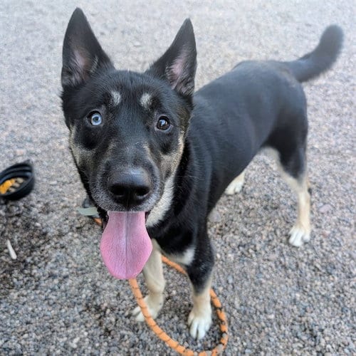 Photo of Rooster, adoptable German Shepherd Dog in Mesa, Arizona