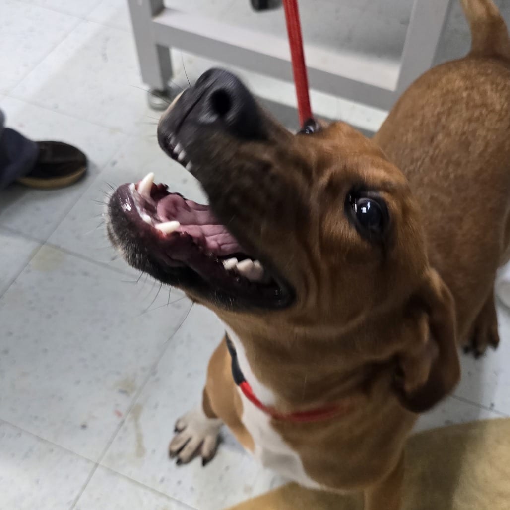 Photo of Rufus, adoptable Coonhound, Redbone
