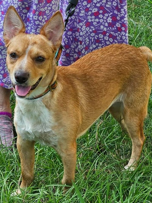 Photo of Toodles in LA, adoptable Unknown breed (short coat) in Cranston, Rhode Island