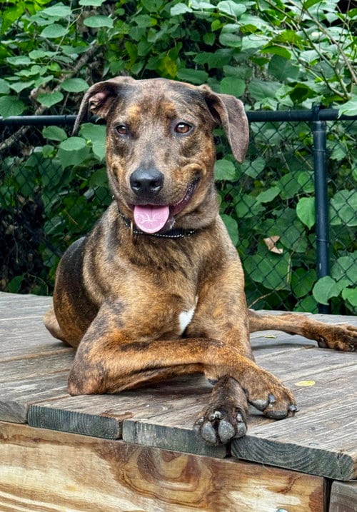 Photo of Buzz, adoptable Catahoula Leopard Dog in Elmsford, New York