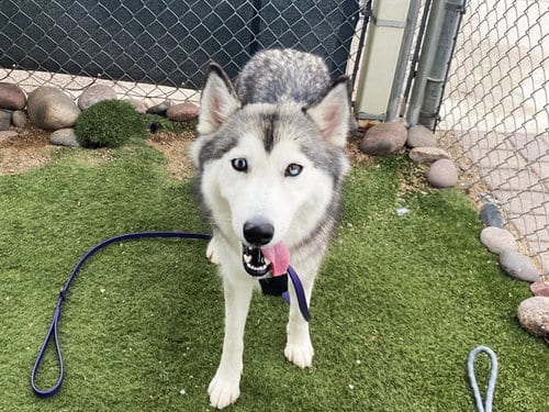 Photo of Princessa, adoptable Siberian Husky in Phoenix, Arizona