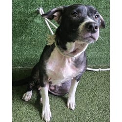 Photo of Queen, adoptable Border Collie American Pit Bull Terrier in Lancaster, California