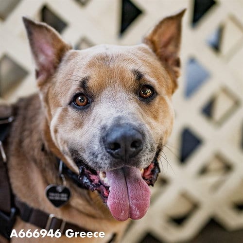 Photo of Greece, adoptable German Shepherd Dog in Sacramento, California