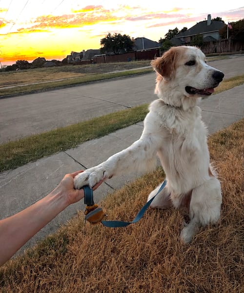 Photo of Valentino, adoptable Great Pyrenees in Dallas, Texas