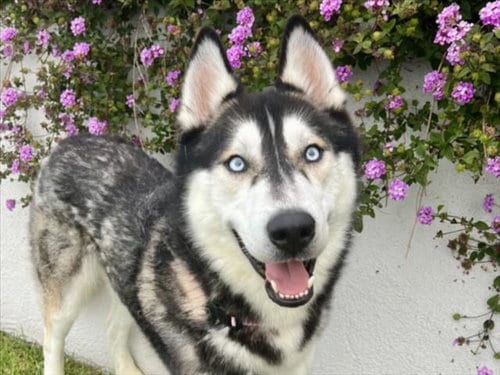 Photo of Nanook, adoptable Siberian Husky in San Pedro, California