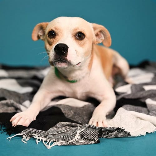 Photo of Guppy, adoptable Chihuahua in Phoenix, Arizona