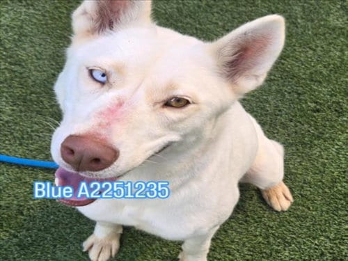 Photo of Blue, adoptable Siberian Husky in Los Angeles, California