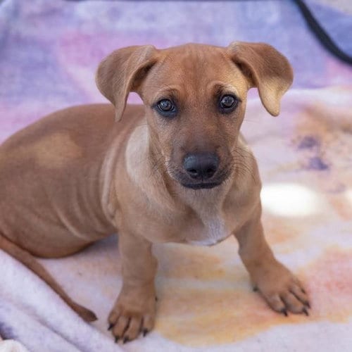 Photo of Lego Pup - Robo, adoptable Chihuahua in San Diego, California
