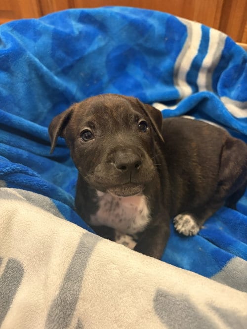 Photo of Pongo, adoptable Pit Bull Terrier in Belleville, Michigan