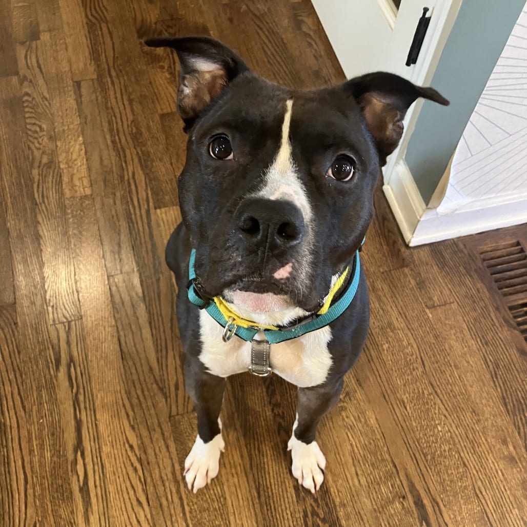 Photo of Sullivan, adoptable Mixed Breed (Medium) in Jersey City, New Jersey