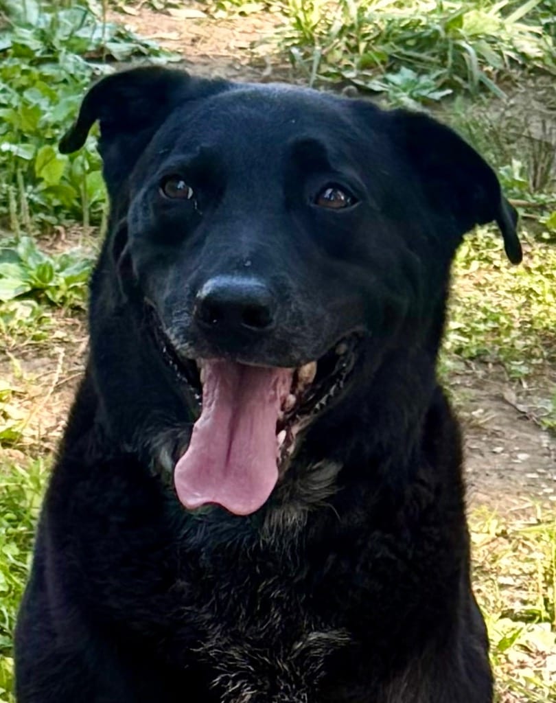 Photo of Carter, adoptable Labrador Retriever in Crossville, Tennessee
