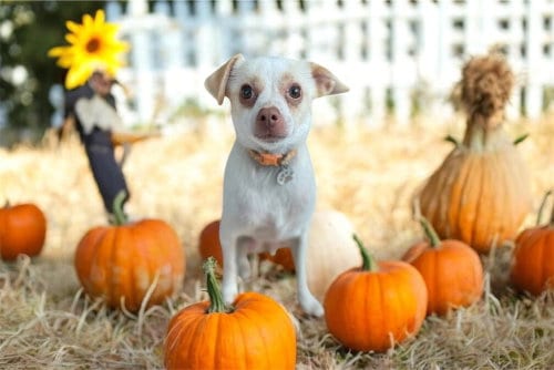 Photo of Lorenzo, adoptable Chihuahua in Bellingham, Washington