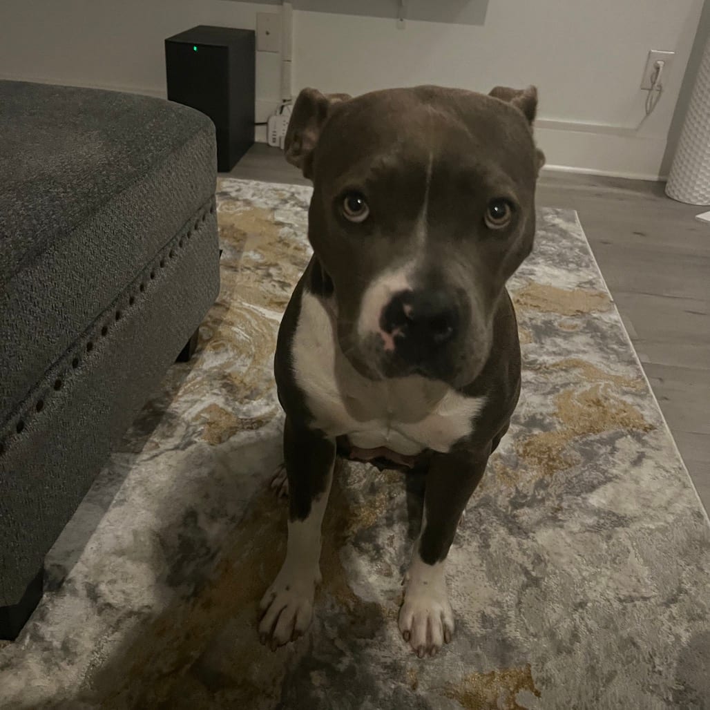 Photo of Flower, adoptable Mixed Breed (Medium) in Summerville, South Carolina