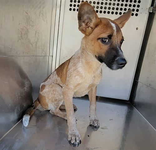 Photo of Duende, adoptable Australian Cattle Dog/Blue Heeler in Garland, Texas