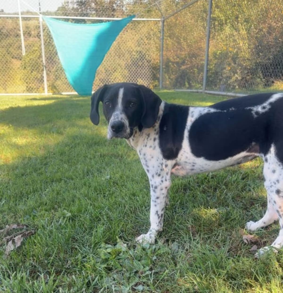 Photo of Clementine, adoptable Spaniel (Unknown Type) in Silver Spring, Maryland