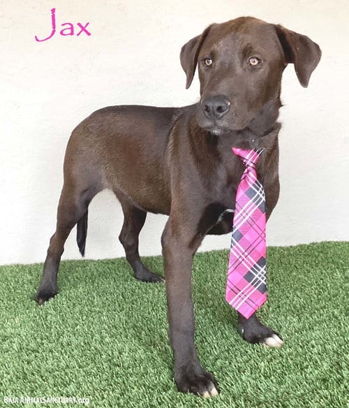 Photo of Jax, adoptable Chocolate Labrador Retriever in San Diego, California