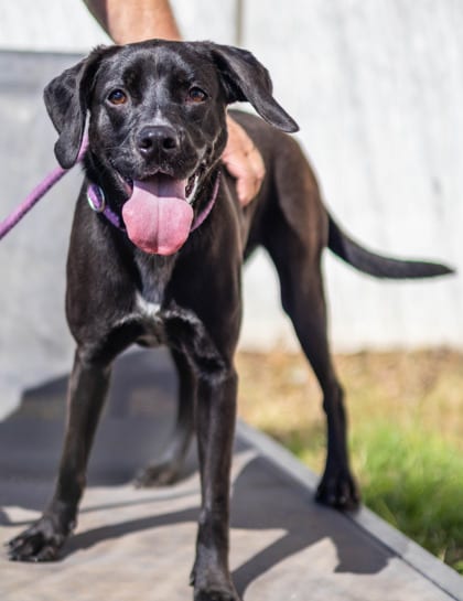 Photo of Peppermint, adoptable dog in Chamblee, Georgia