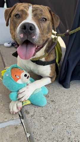 Photo of Chungus, adoptable Pit Bull Terrier in Garland, Texas