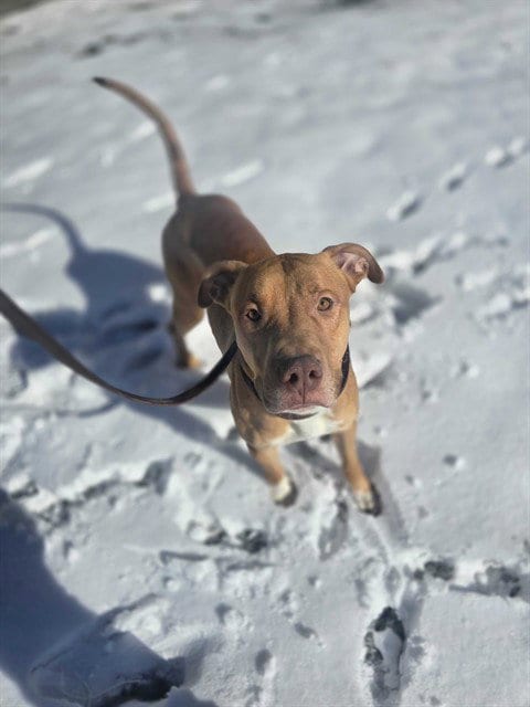 Photo of Hickory, adoptable Pit Bull Terrier in Ogden, Utah