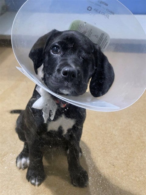 Photo of Attina, adoptable Labrador Retriever in St Peters, Missouri