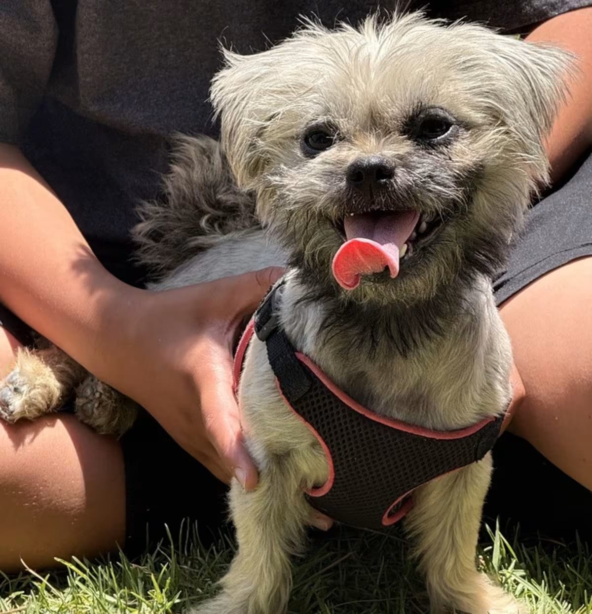 Photo of Alyssa, adoptable Pug/Maltese in Ventura, California