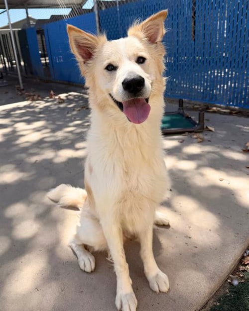 Photo of Fern, adoptable Australian Cattle Dog/Blue Heeler in Chula Vista, California