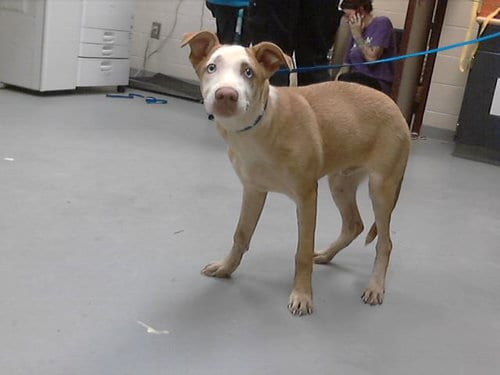 Photo of Peewee, adoptable Siberian Husky in Fayetteville, North Carolina