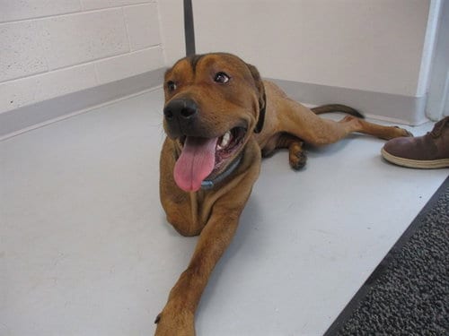 Photo of Pogo, adoptable Black Mouth Cur in Ocala, Florida