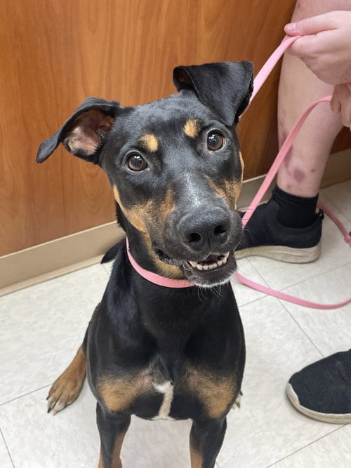 Photo of Daphne, adoptable Doberman Pinscher in Minneaoplis, Minnesota