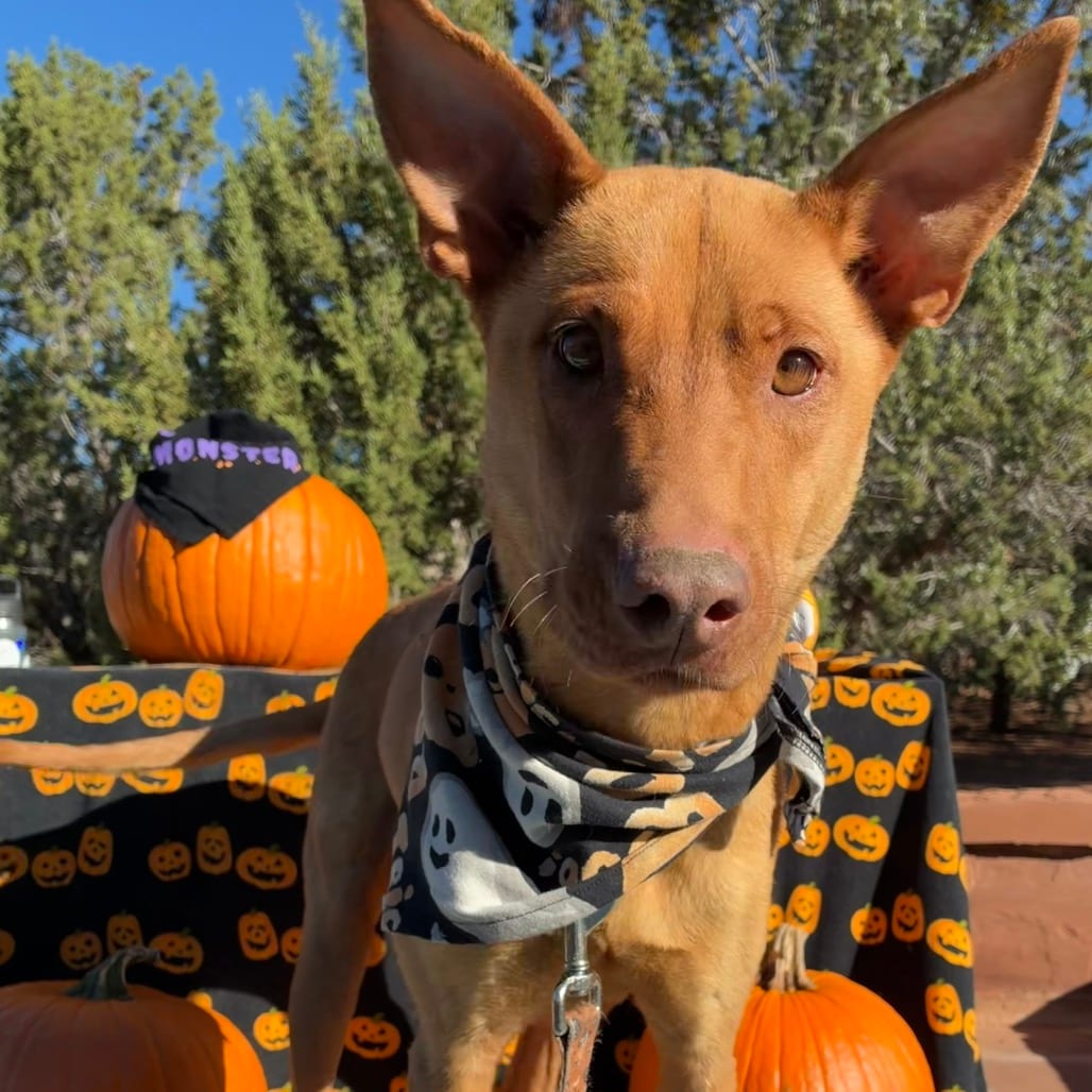 Photo of Pumpkin, adoptable Basenji / Catahoula Leopard Dog in Kanab, Utah