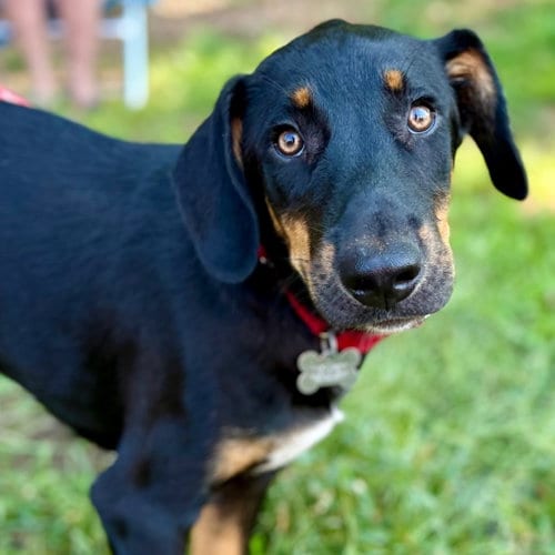 Photo of Bubba, adoptable Shepherd in Canton, Connecticut