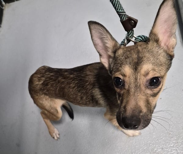 Photo of Brew, adoptable Terrier cross in Lawrenceville, Georgia